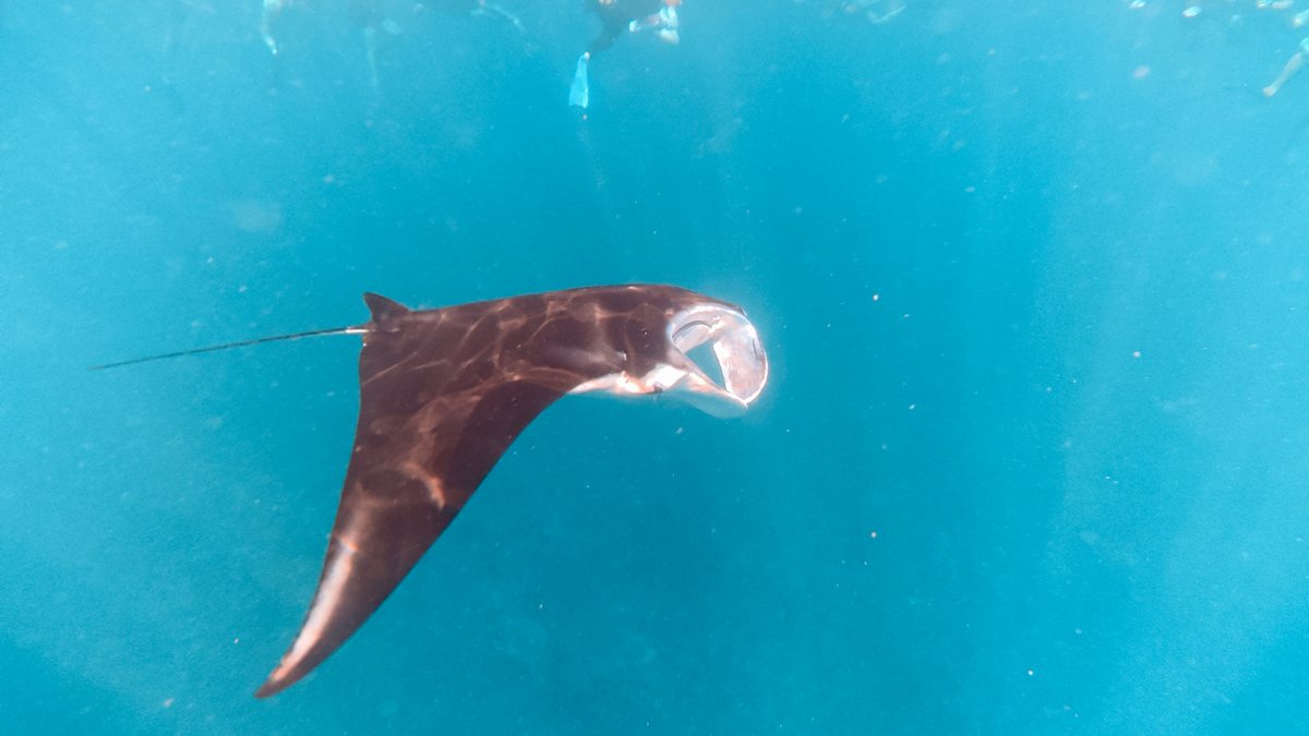Une raie manta nageant sous la surface, dans une eau bleue
