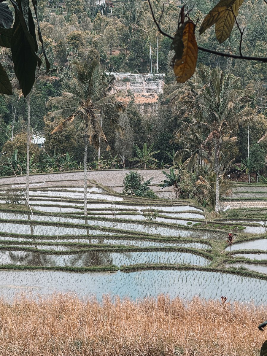 Des rizières en terrasses inondées, bordées de palmiers, au pied de la forêt