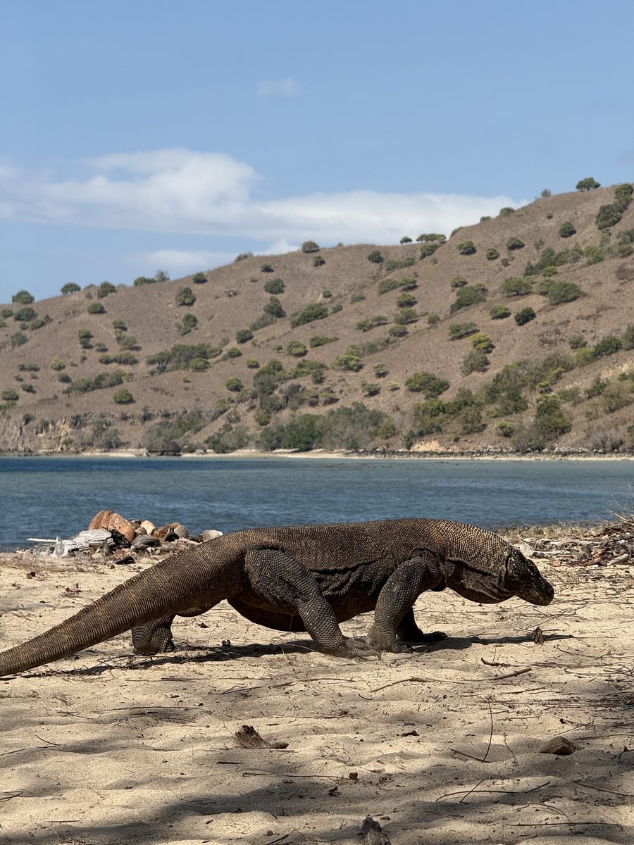 Un dragon de Komodo traverse le sable, la queue traînant derrière lui
