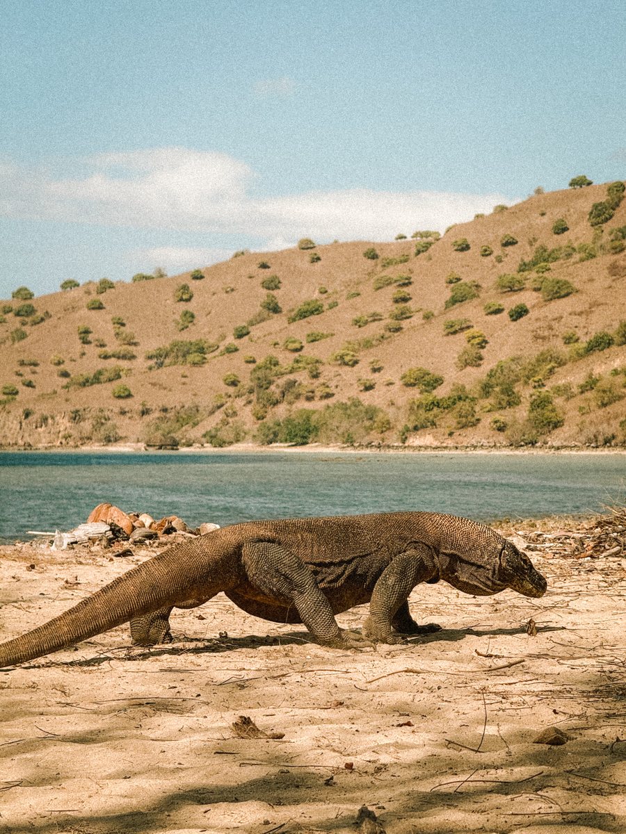 Dragon de Komodo marchant sur une plage, devant une colline aride