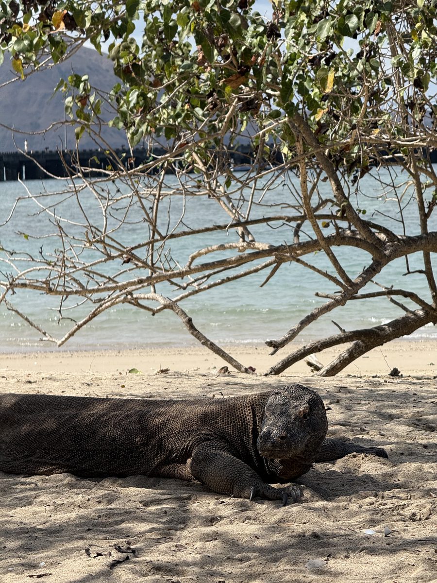 Un dragon de Komodo au repos à l'ombre d'un arbre mort, au bord de l'eau