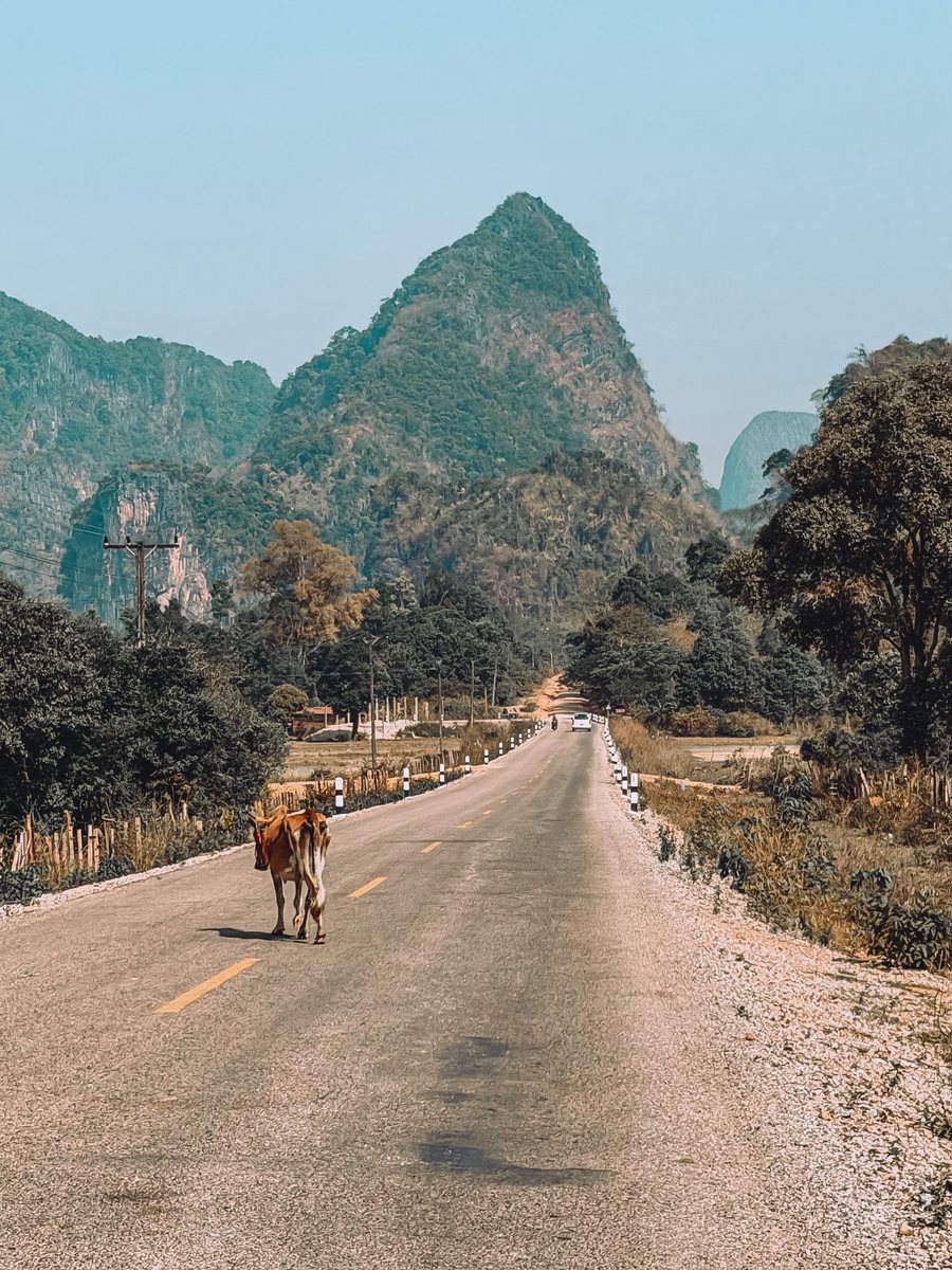 Route droite bordée de montagnes calcaires, une vache traverse la chaussée