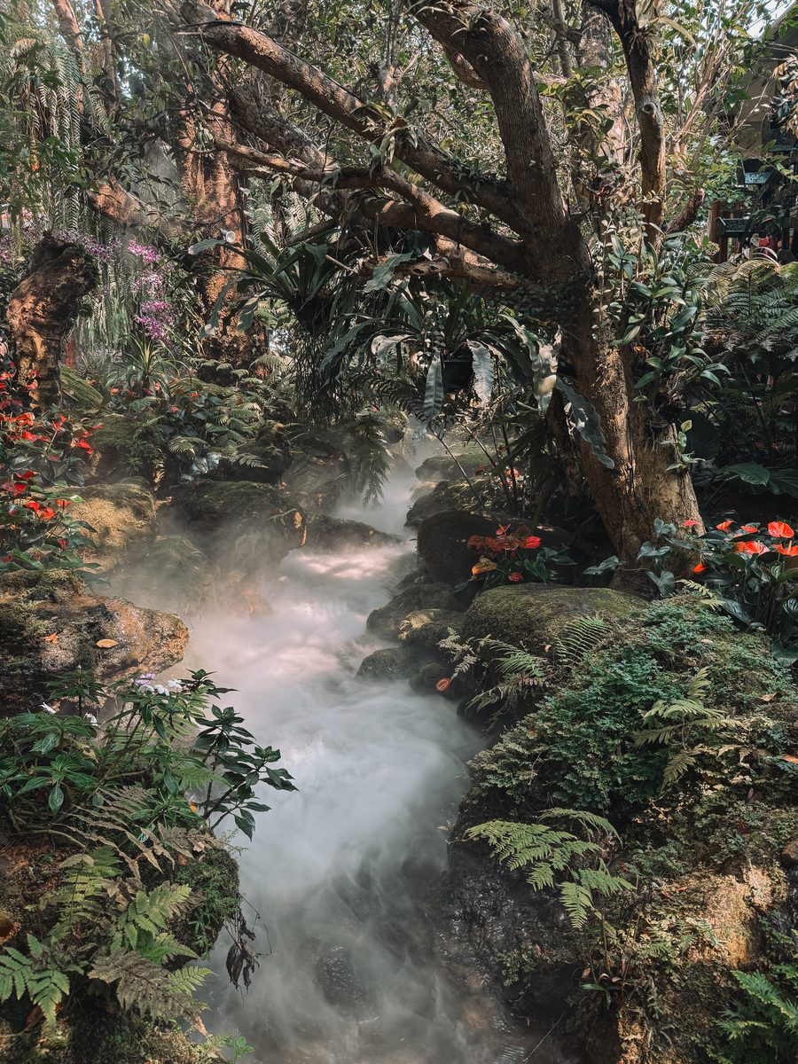 Jardin sous la brume, fougères, orchidées et fleurs rouges au bord d'un ruisseau