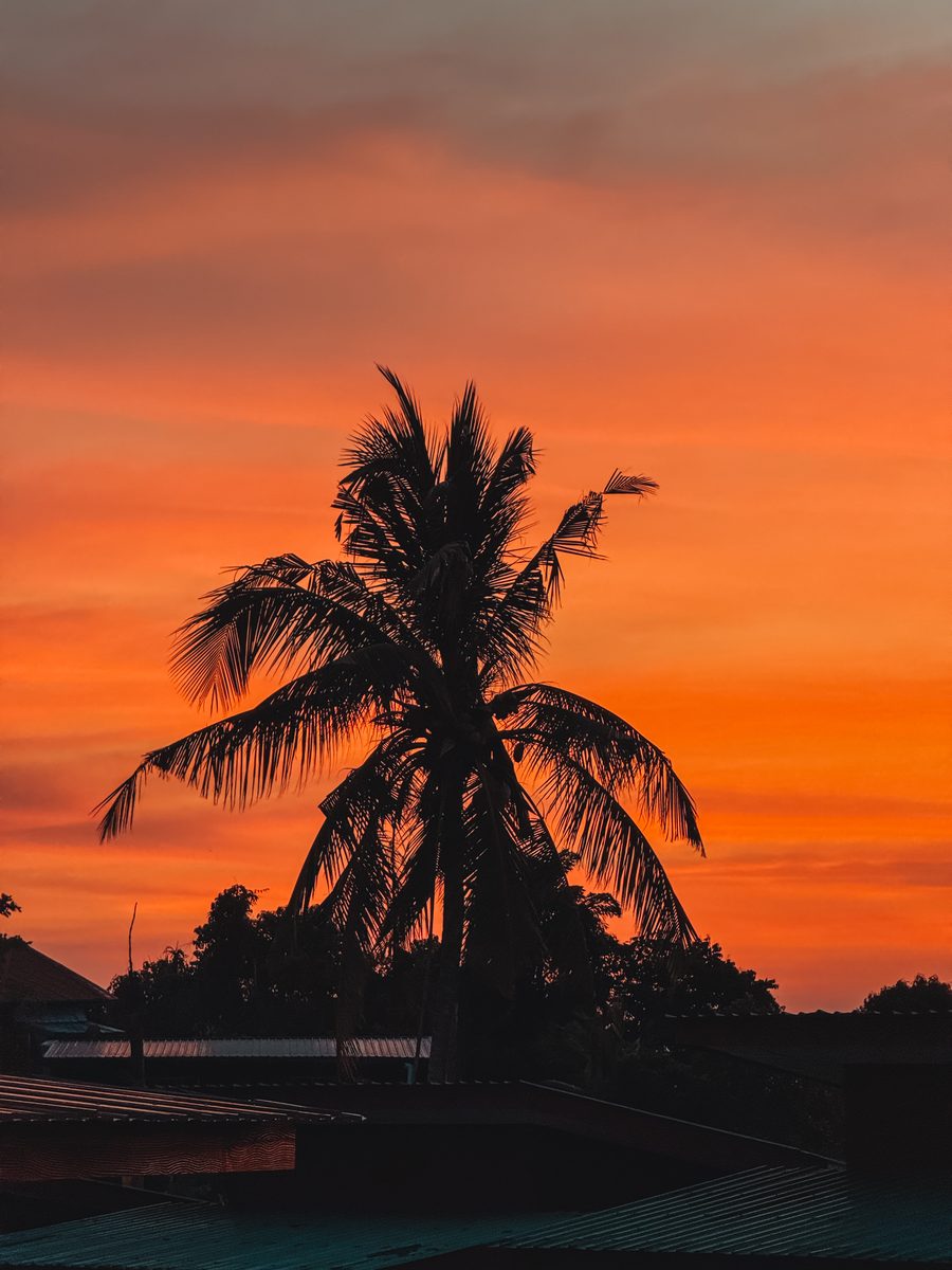 Cocotier en ombre chinoise sur un ciel orange au coucher du soleil