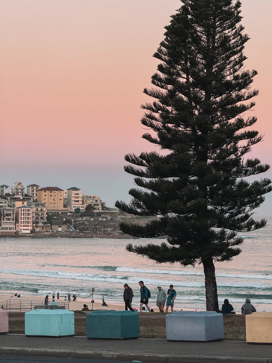 Bondi Beach au coucher du soleil, un pin de Norfolk et les blocs de béton peints du front de mer